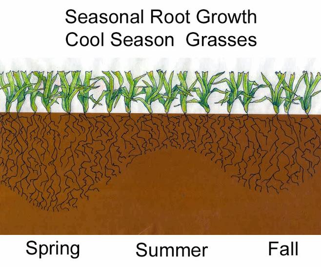 Growing period Cool Season Grasses